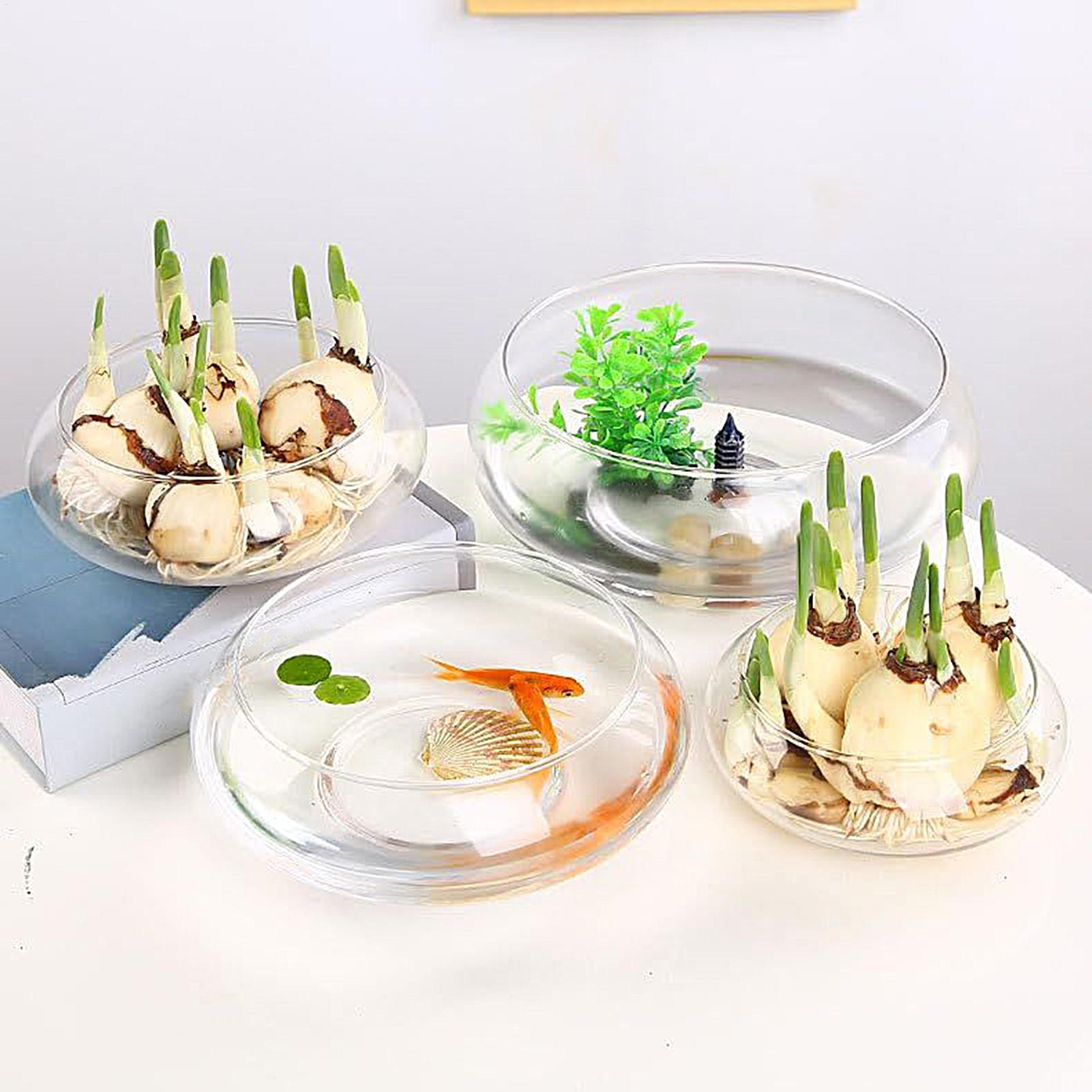 Aquarium Planted Plants - Fish Glass Bowl Glass Large Hydroponics