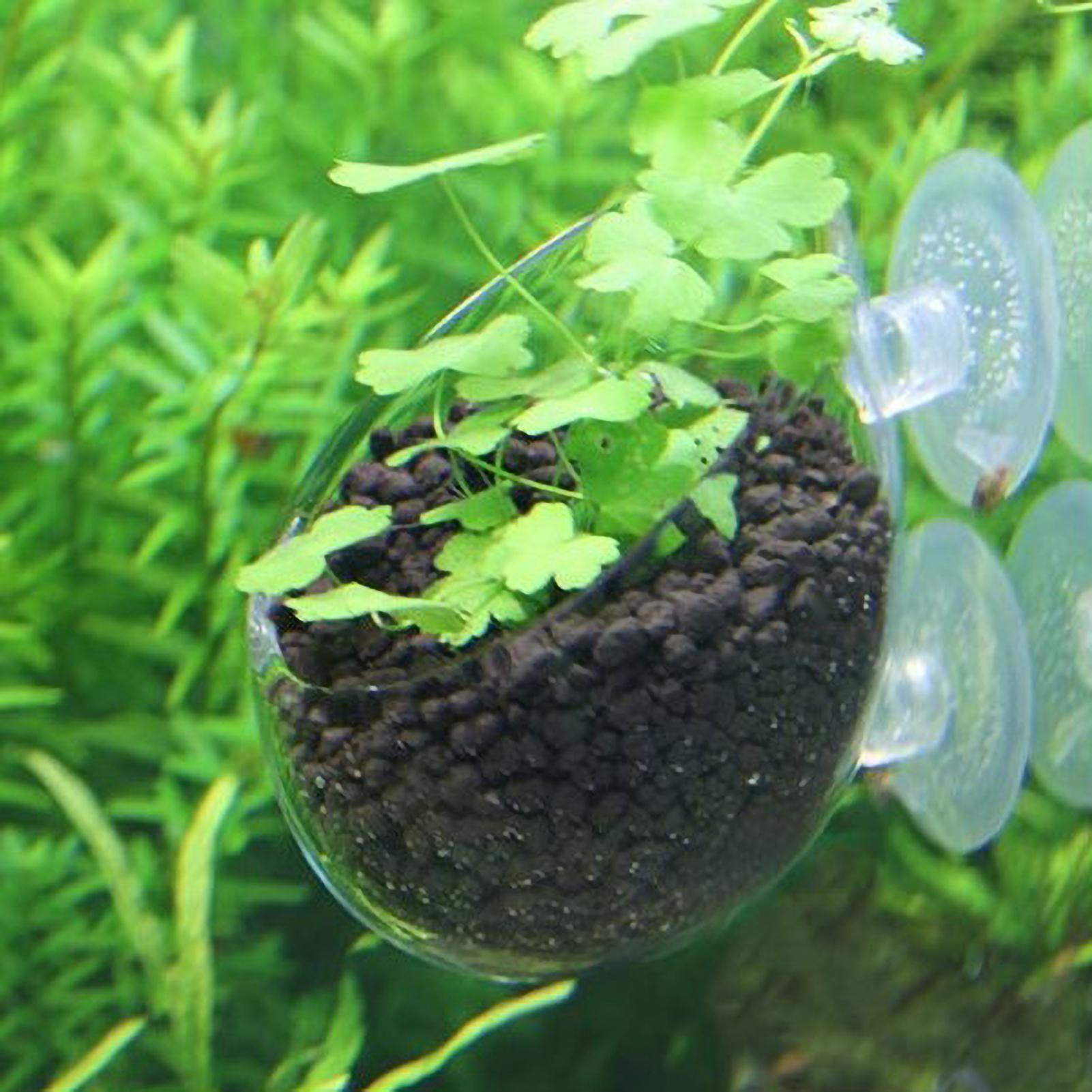Aquarium Plant Vine - Aquarium Plant Holder Glass Aquatic Plant