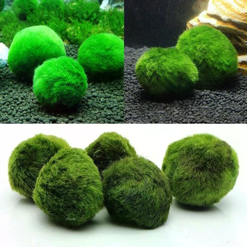 3-4cm Marimo Moss Balls Live A - Aquarium Plant Echinodorus recension och pris