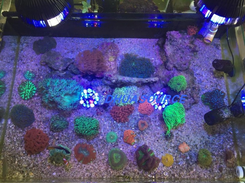 Full specturm LED Aquarium Ree - Aquarium Plant Growth recension och pris