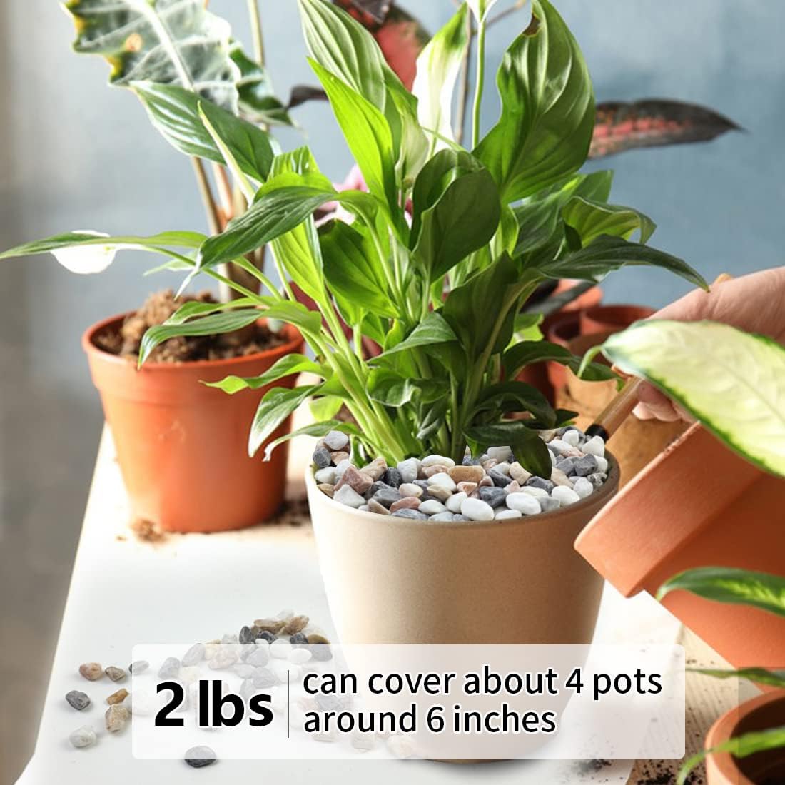 2LB Succulent Gravel Pebbles,  - Aquarium Planted Plants recension och pris