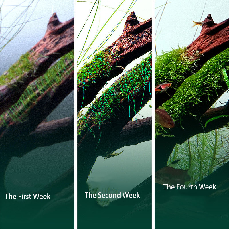 Degradable Aquarium Fish Tank  - Aquarium Plant Echinodorus recension och pris