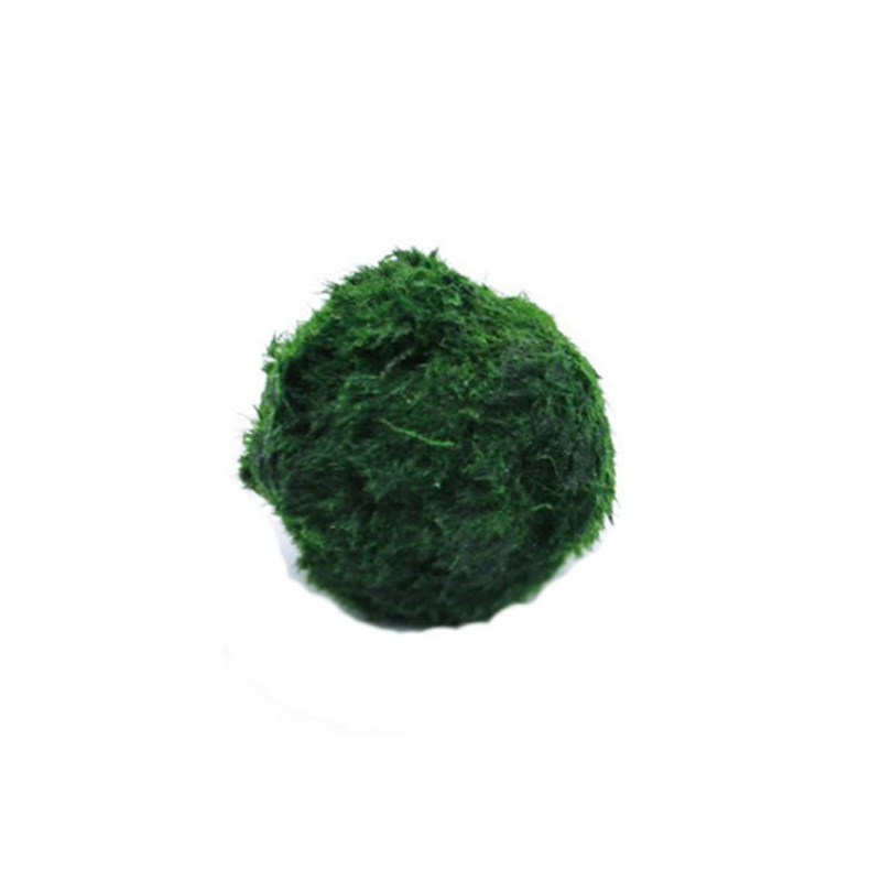 HOT! 3-4cm Marimo Moss Balls L - Aquarium Plant Echinodorus recension och pris