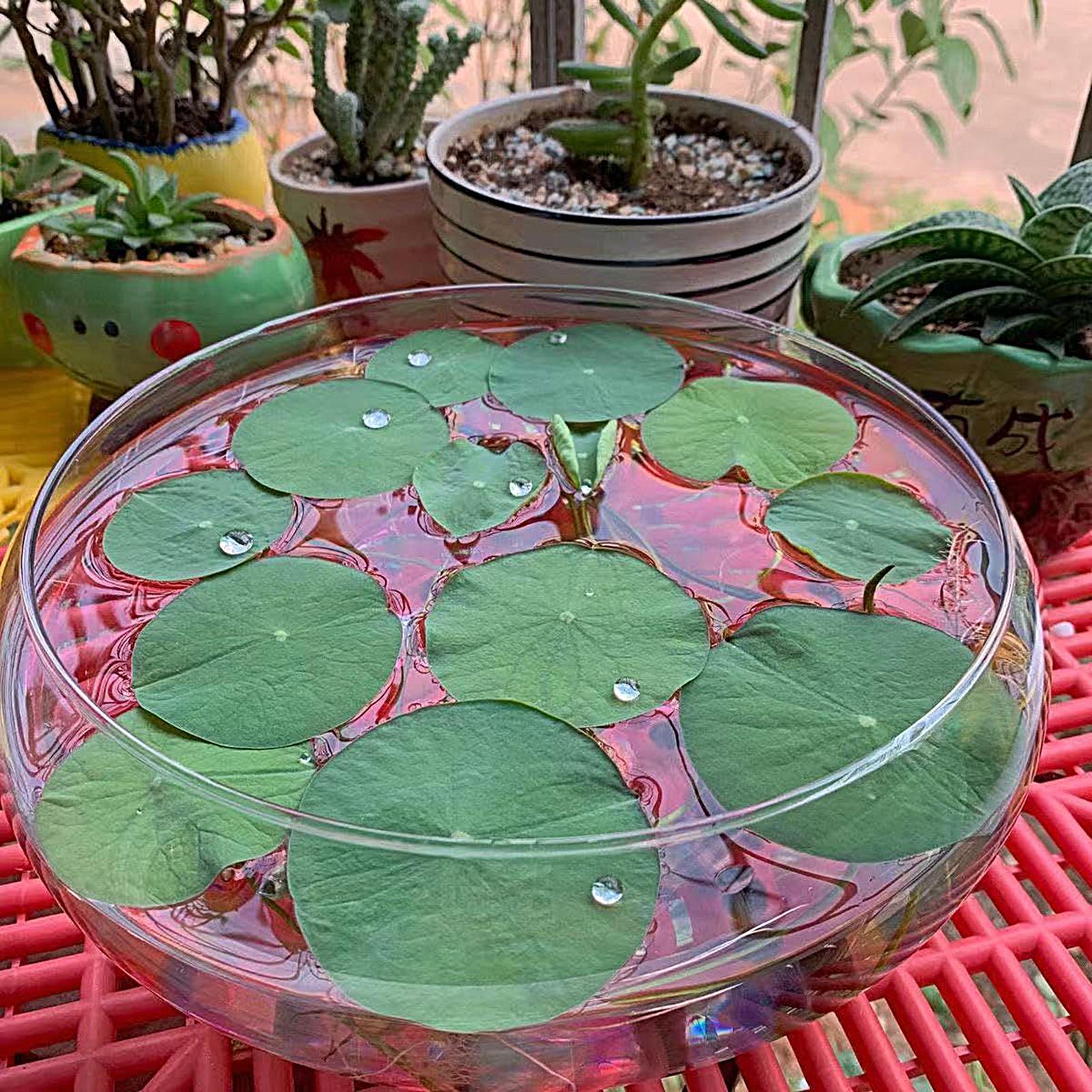 Fish Glass Bowl Glass Large Hy - Aquarium Planted Plants recension och pris