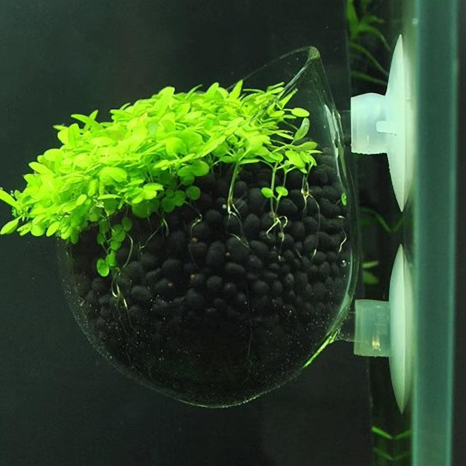 Aquarium Glass Plant Pot with  - Aquarium Plant Vine recension och pris