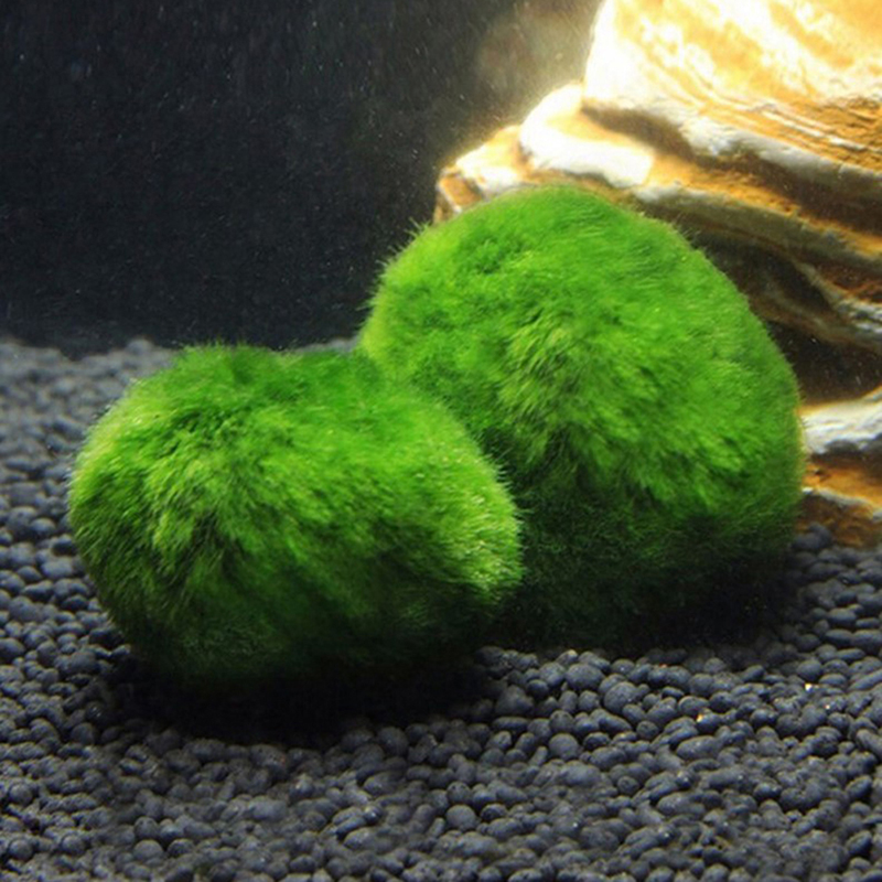3-4cm Marimo Moss Balls Live A - Aquarium Plant Echinodorus recension och pris