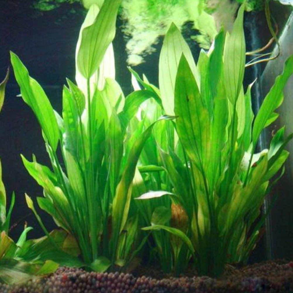 15CM/10CM Underwater Artificia - Aquarium Plant Grass recension och pris