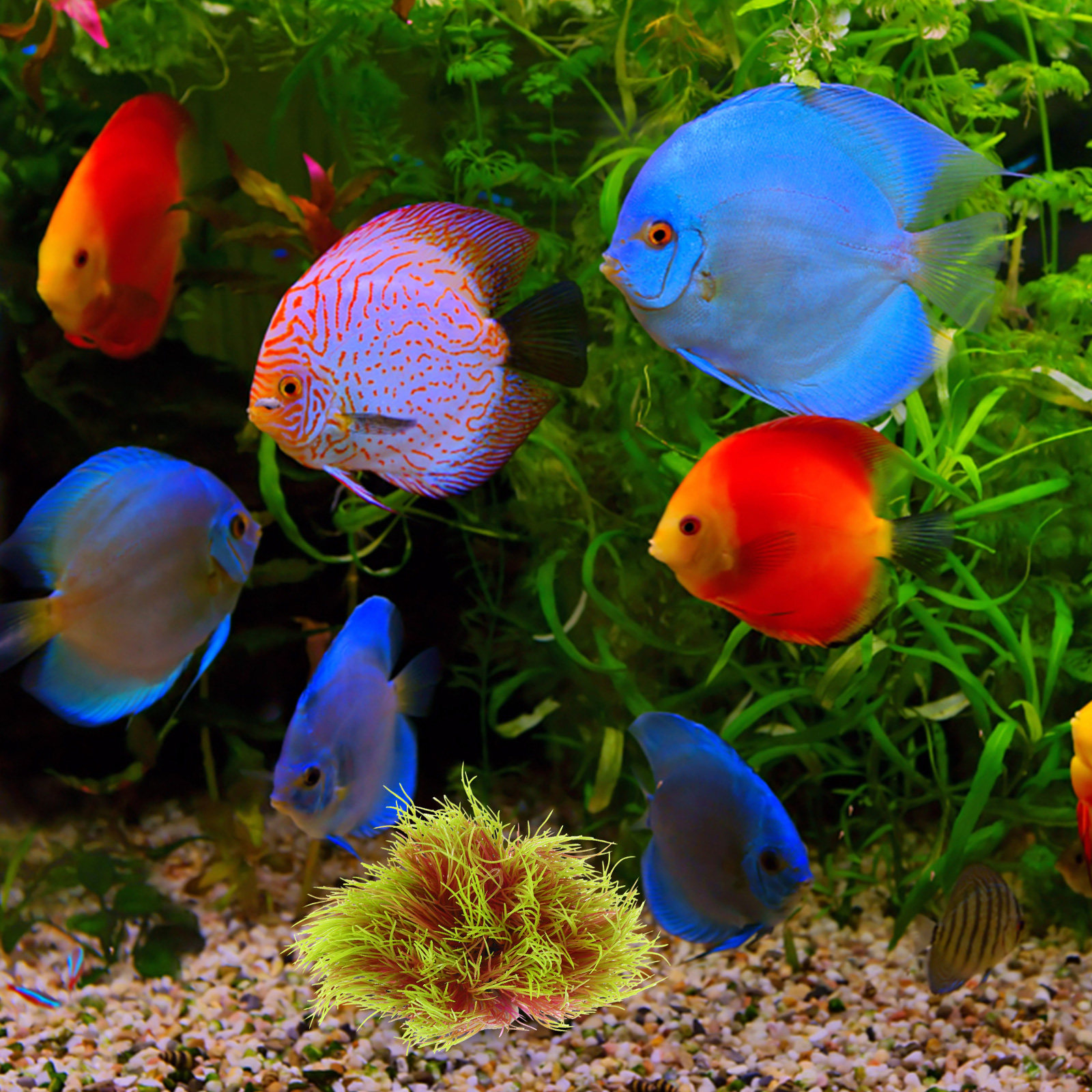 High Simulation Aquarium Plant - Aquarium Planted Tank Setup recension och pris