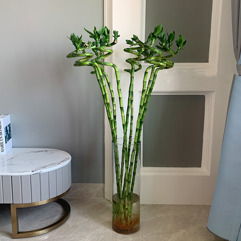 110cm 2PC Artificial Lucky Bam - Aquarium Plant Echinodorus recension och pris