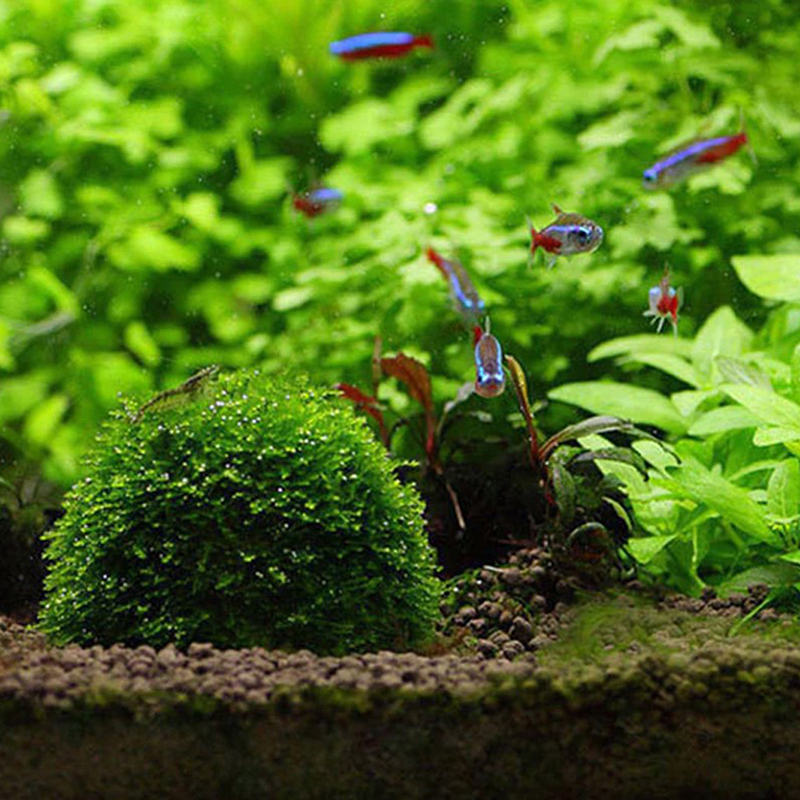 New Aquatic Pet Supplies Decor - Aquarium Plant Echinodorus recension och pris