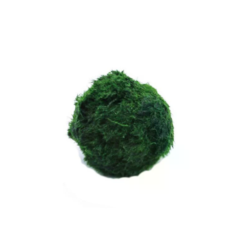 3-4cm Marimo Moss Balls Live A - Aquarium Plant Echinodorus recension och pris