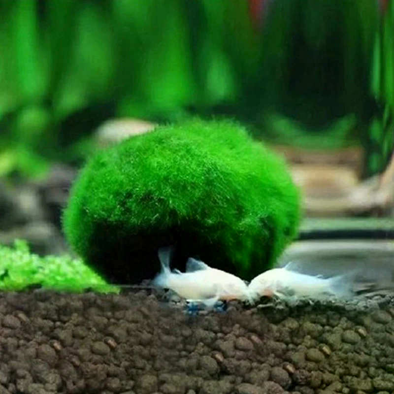 3-4cm Marimo Moss Balls Live A - Aquarium Plant Echinodorus recension och pris