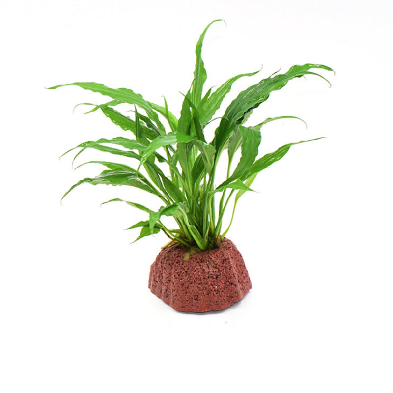 Red Volcanic Aquarium Decorati - Aquarium Plant Growth recension och pris