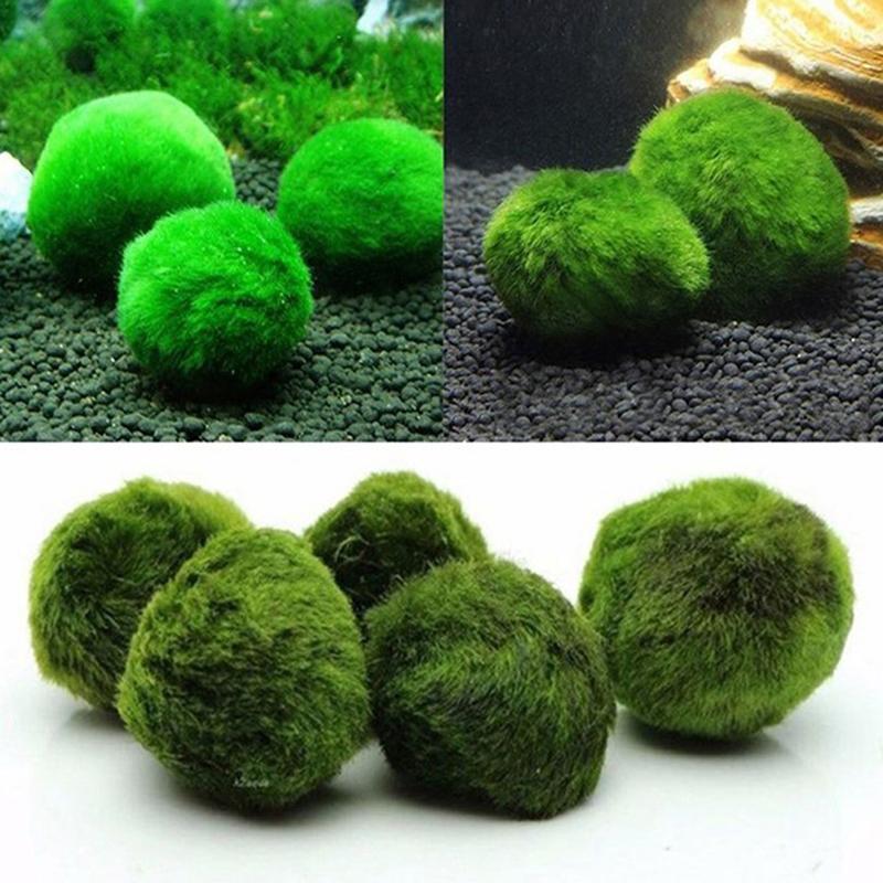 New 3-4cm Marimo Moss Balls Li - Aquarium Plant Echinodorus recension och pris