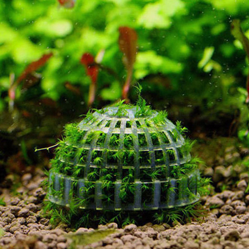 Aquatic Pet Supplies Decoratio - Aquarium Plant Echinodorus recension och pris