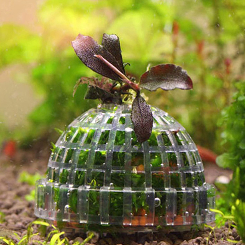 Aquatic Pet Supplies Decoratio - Aquarium Plant Echinodorus recension och pris