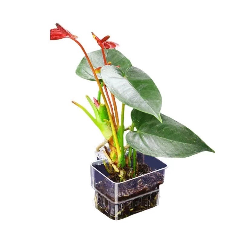 Aquarium Hydroponic Planting B - Aquarium Plant Grass recension och pris