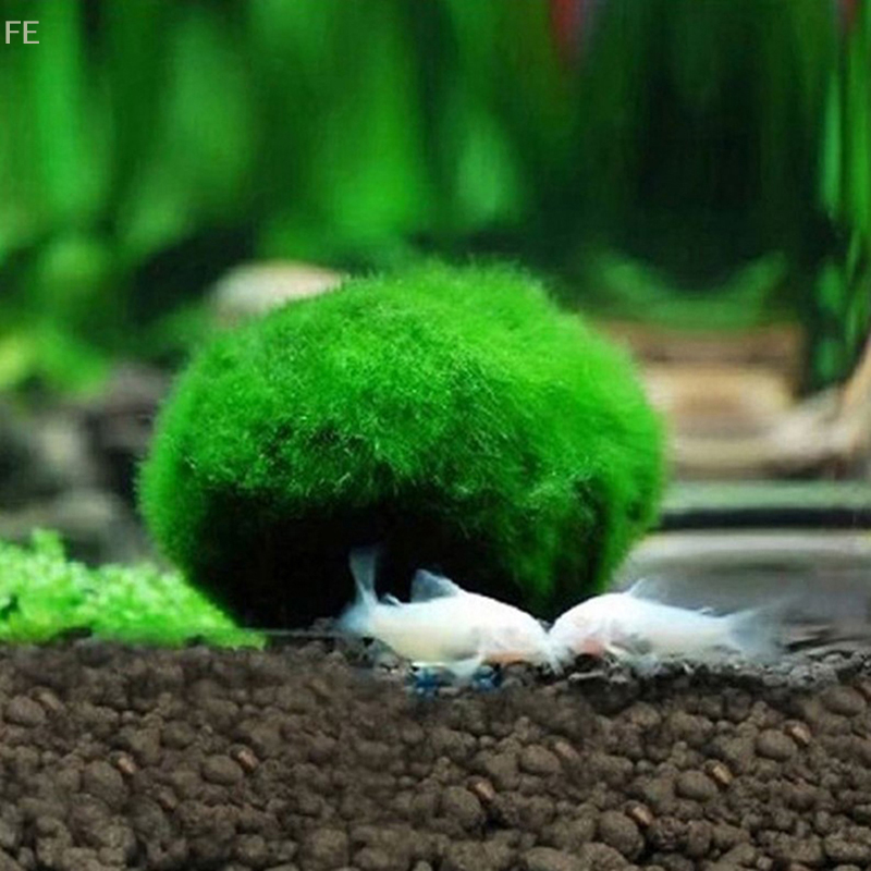[FE] 3-4cm Marimo Moss Balls L - Aquarium Plant Echinodorus recension och pris