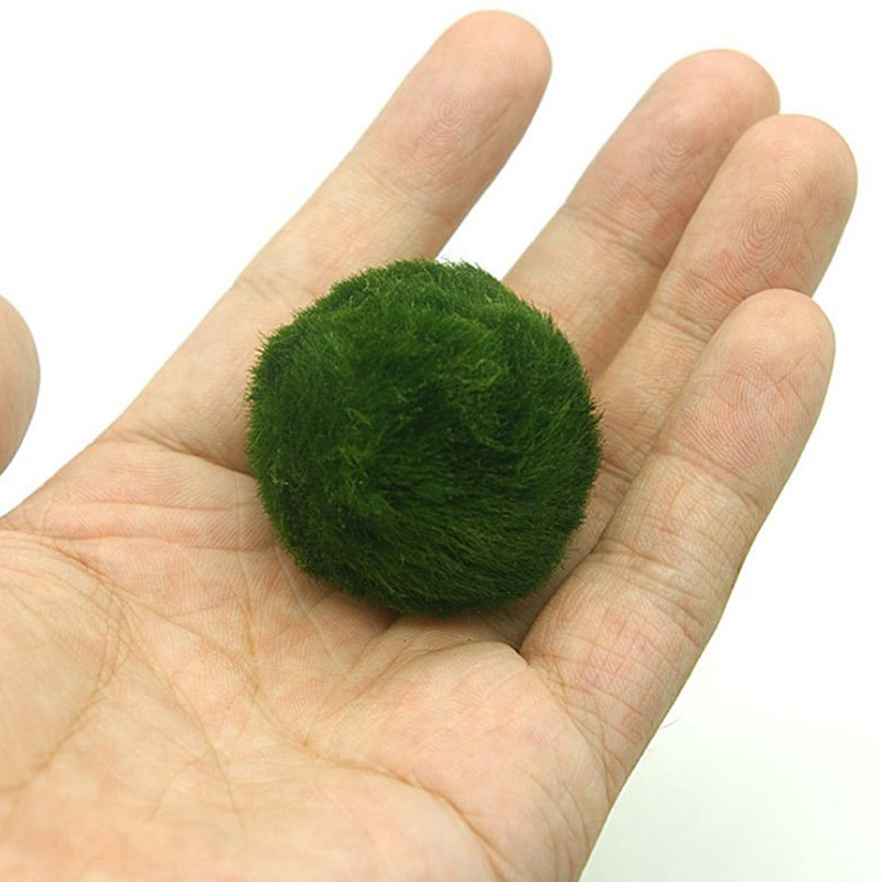 [FE] 3-4cm Marimo Moss Balls L - Aquarium Plant Echinodorus recension och pris