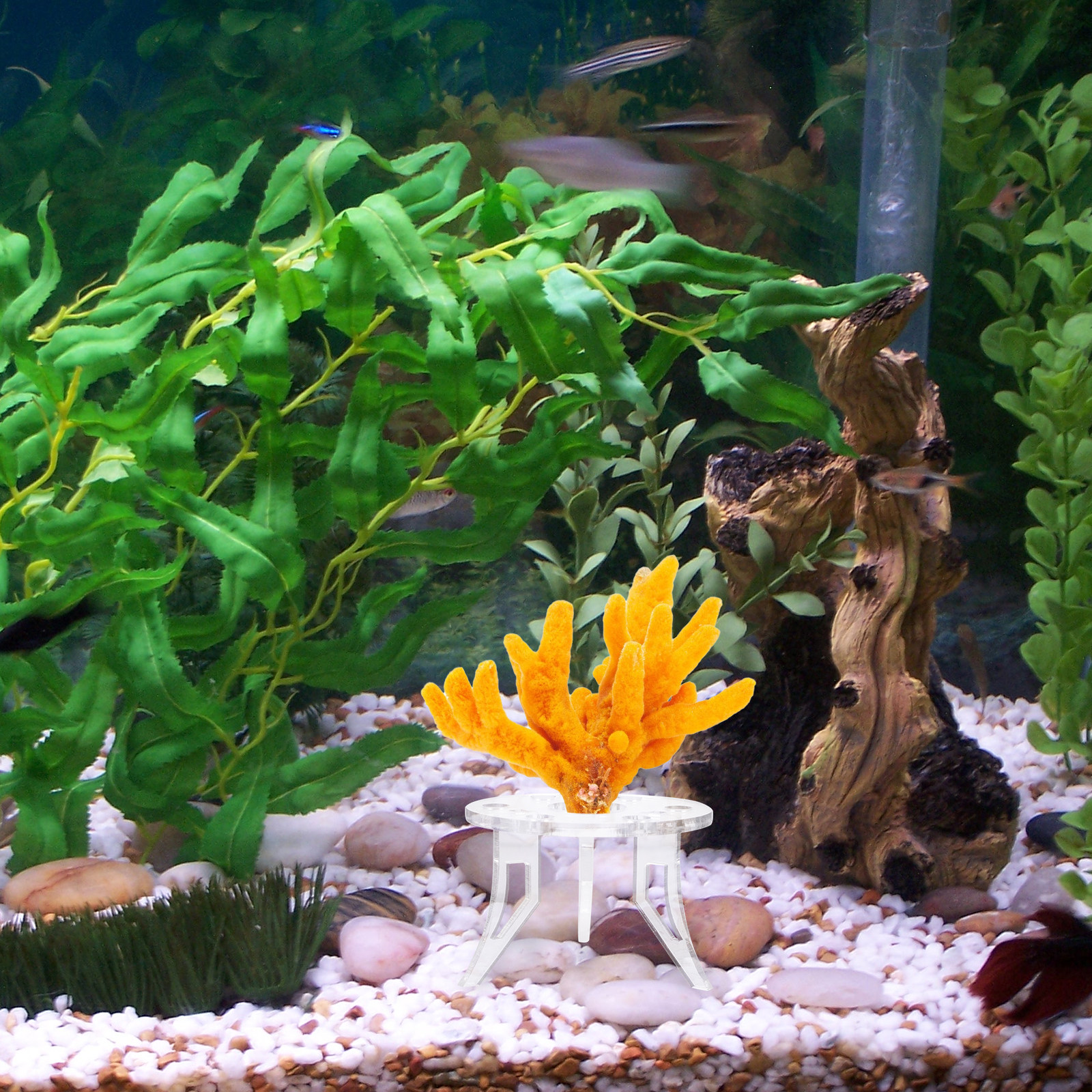 1Pcs Coral Base Stylish Strong - Aquarium Planted Tank Setup recension och pris